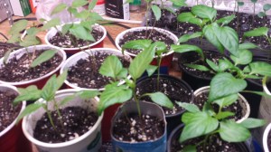 seedlings2016026