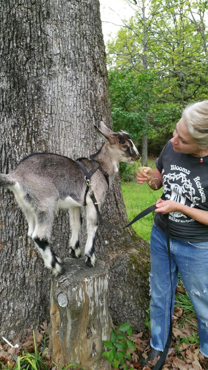 Buckminster Baby Goat