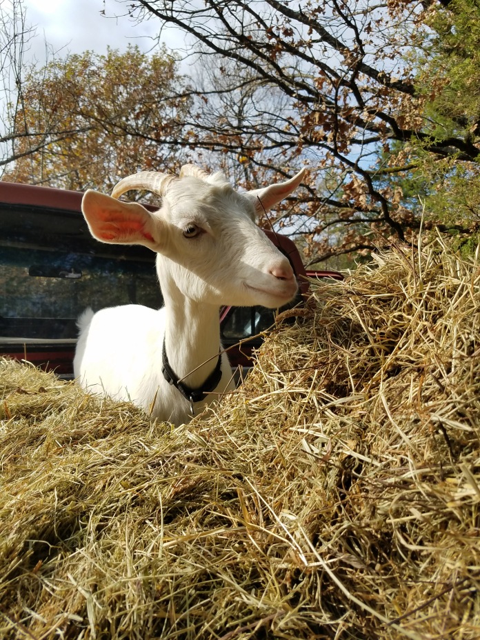 Baby goat in 79 Ford F250 truck